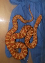 albino-F.jpg