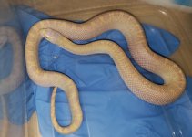 albinows-F.jpg