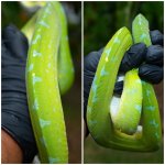 green.jpg