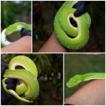 green3.jpg
