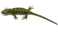 monkeytailskink.jpg