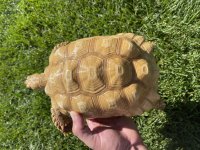 ij2.jpg