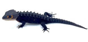 redeyecrocskinknew2.jpg