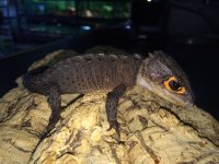 red_eye_croc_2.JPG