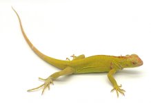 Albino_54298761-8eee-4a31-899d-2997fb9ce82e (1).jpg