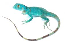 blueiguana3.jpg