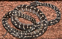 DSC_2731sib1.jpg