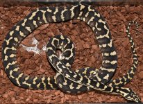 DSC_2766sib4.jpg