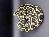 Gamma female 3.jpg