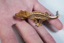 geck01a.jpg