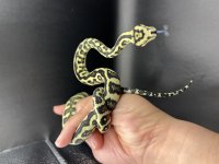 Gamma female 4.jpg