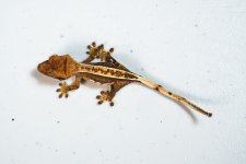geck01b.jpg
