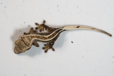 geck02a.jpg