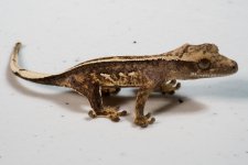 geck02b.jpg