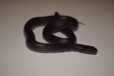 DSC_0231.jpg