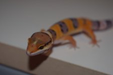DSC_0214.jpg