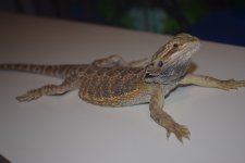 DSC_0234.jpg