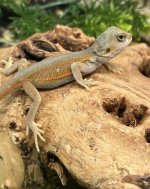 d32pic1.jpg