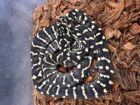 M2 Male sib 2.jpg