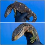 varanus.jpg
