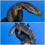 varanus2.jpg