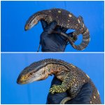 varanus3.jpg