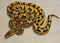 Pastel Puzzle Female.jpg