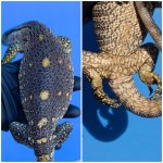 varanus1.jpg
