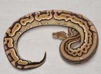 Cinnamon Puzzle Male.jpg