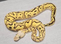FireflyRedstripeYellowbellyClownFemale.jpg