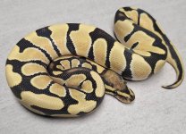Orange Dream Desert Ghost Female.jpg