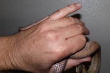 IMG_1816.jpg