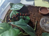 Hatchling1.jpg