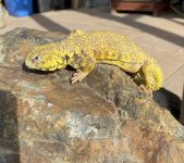 Uromastyx1.jpg