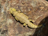 Uromastyx3.jpg