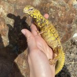 Uromastyx4.jpg