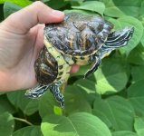 2 head cooter top.jpg