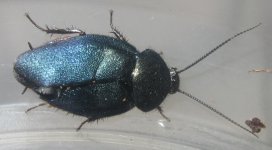 E.yasumatsuiAdultMale#8.jpg