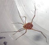 Vononesornata#9.jpg