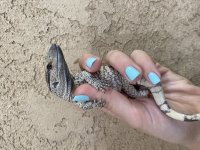 WhiteThroatedMonitorBaby3.jpg