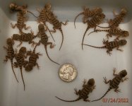 16 impalearis hatched.JPG
