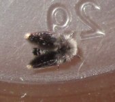 L.conspicua#2.jpg