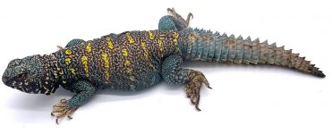 Adult male 1.jpg