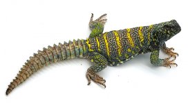 Adult male 2.jpg