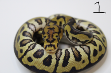 1 spotnose (1).png