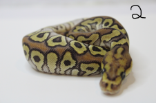 mojave spotnose (#1).png