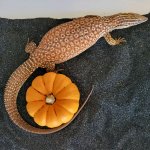 21863.jpeg