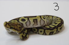 spotnose mojave #2 .png