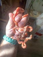 Bundle of baby corns 2.jpg