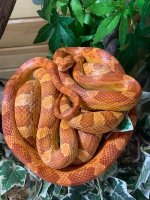 Corn snake parents-male is Het-Motley-66% Amel-female is 50%Het-Anery and is Amelanistic.jpg
